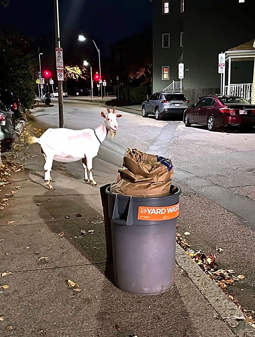 Someone is filing fake 311 complaints with edited photos of goats.