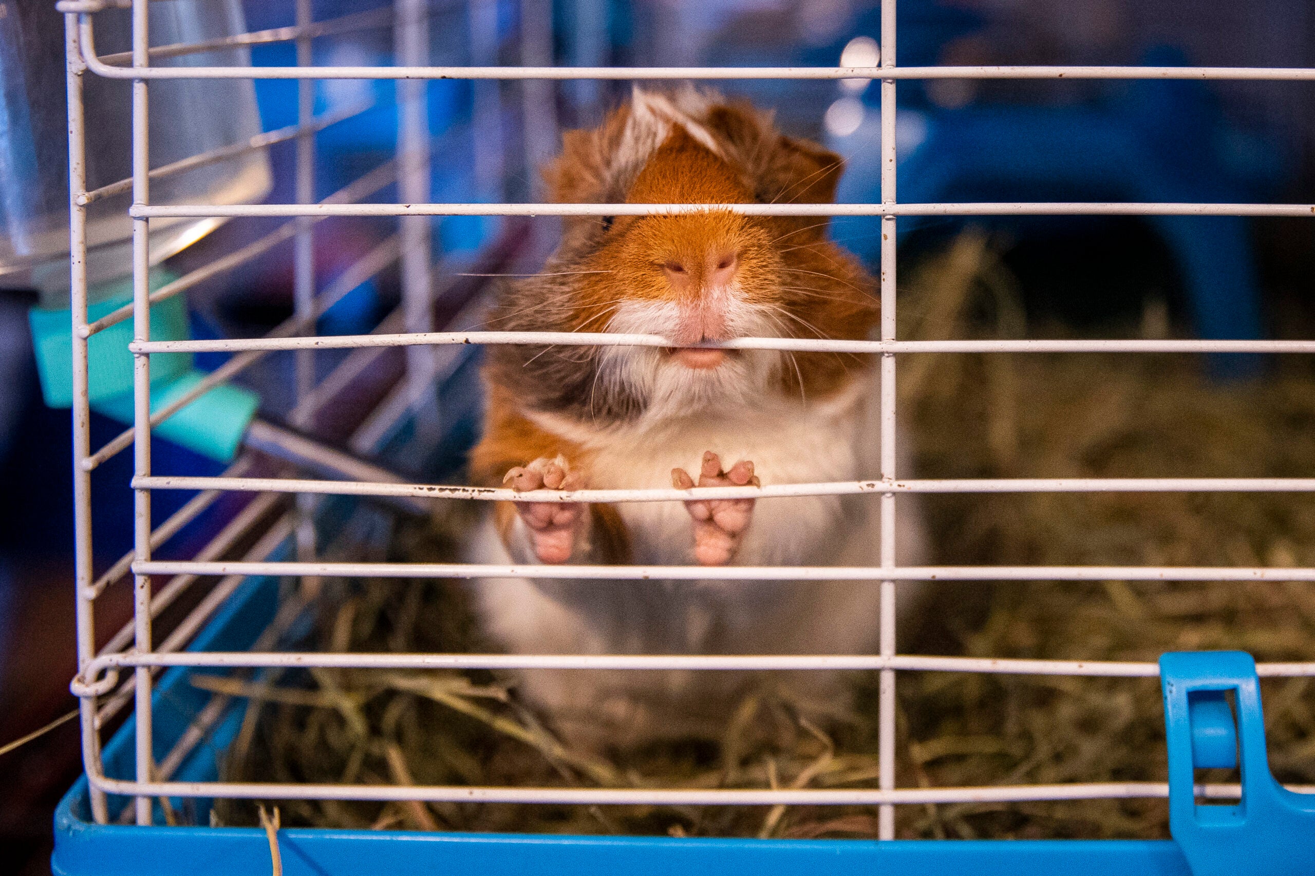 City Council approves ban of guinea pig sales in pet shops