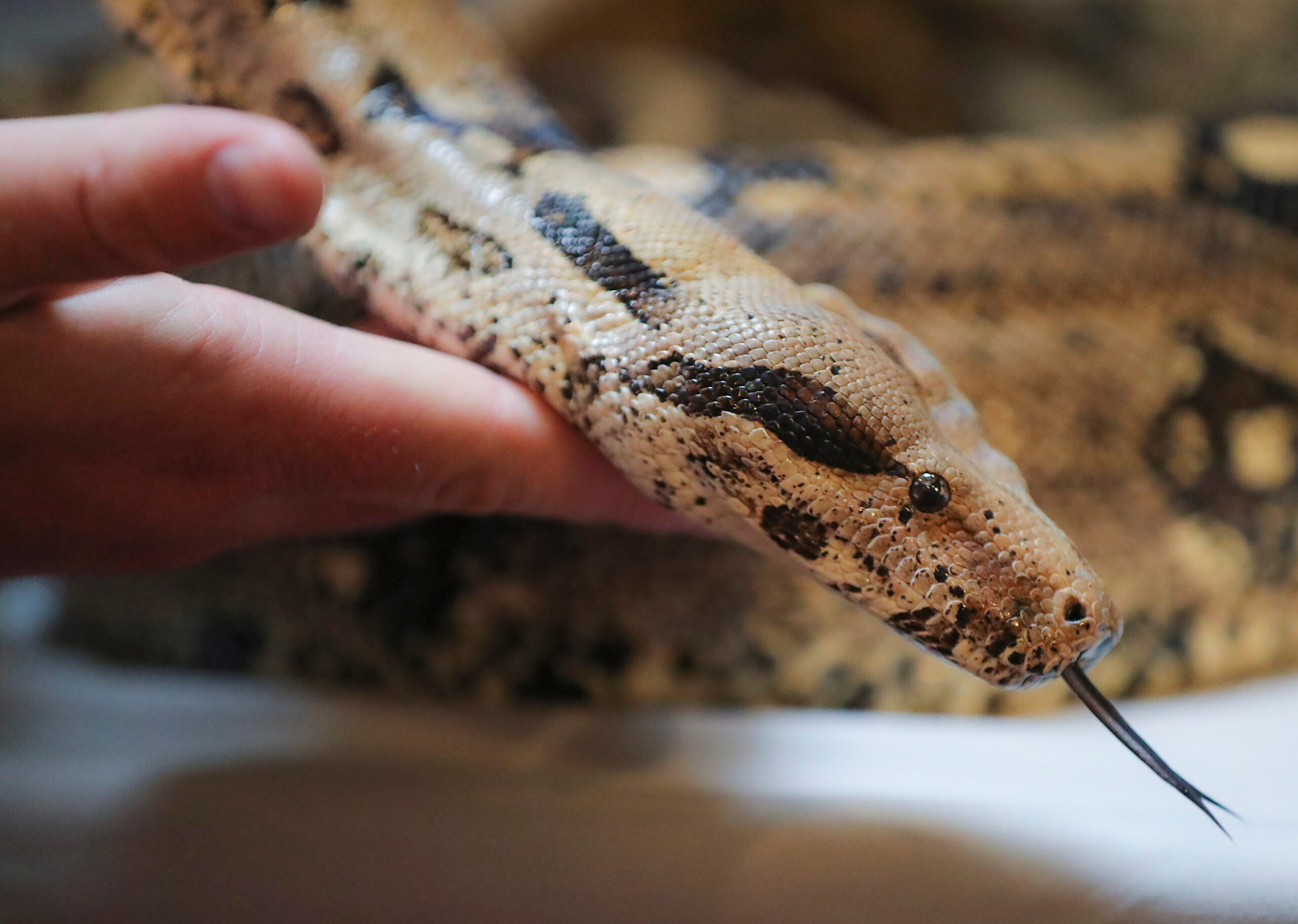 Wisconsin Deputies Catch 14-Foot Boa Constrictor