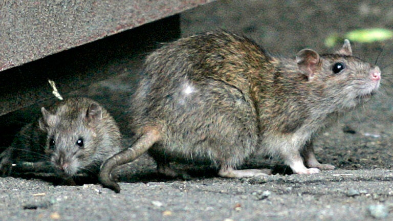 Two rats on a street