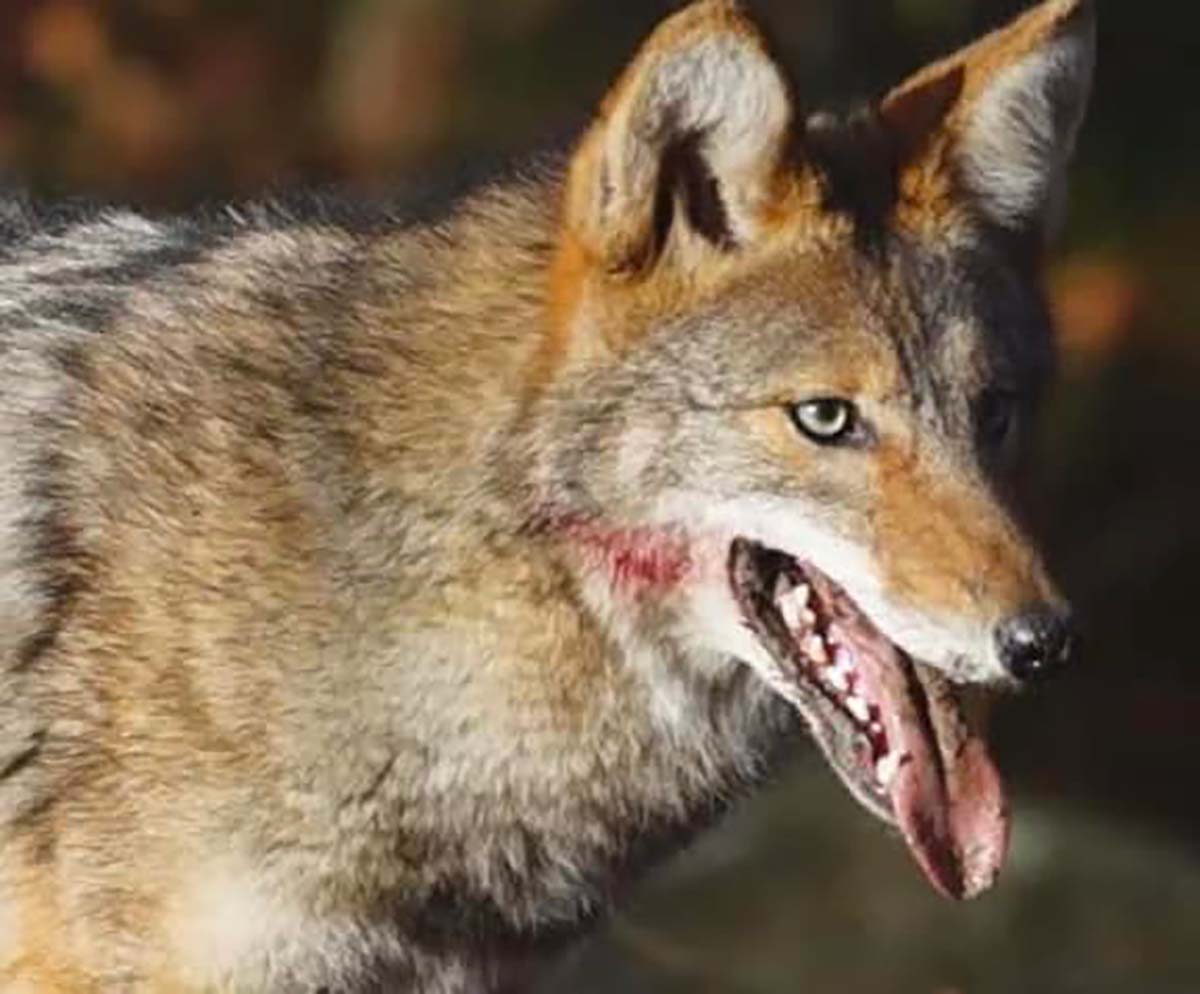 Warning issued after Everett man fights off coyote trying to eat his dog