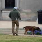 An ordinance sniffing dog patrols the Mississippi State Capitol grounds.
