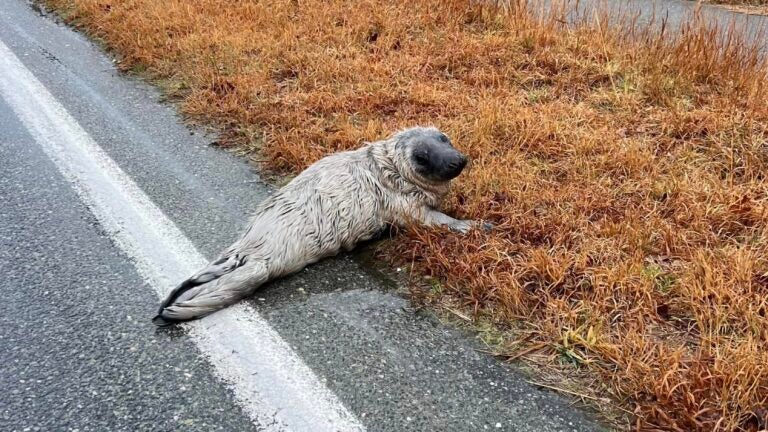 Three-week-old seal pup rescued after wandering onto a road on Nantucket - Vimarsana News
