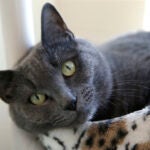A gray cat at MSPCA.