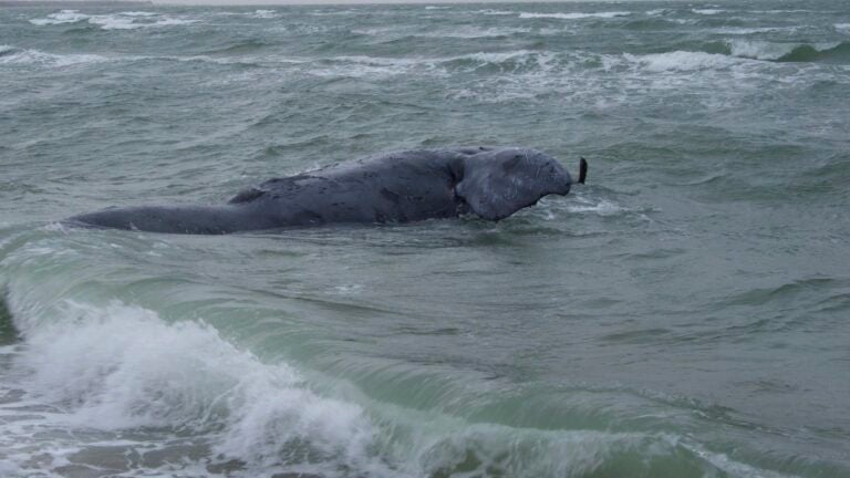 Female North Atlantic right whale found dead, hampering conservation ...