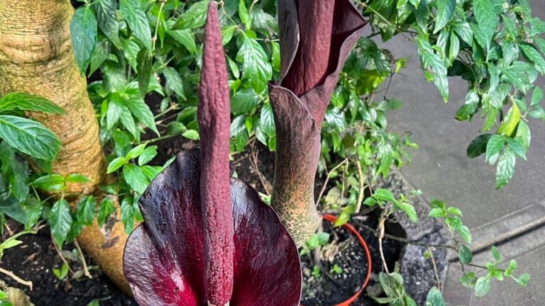 A unique (and stinky) flower is blooming in Mass. this week - Vimarsana News