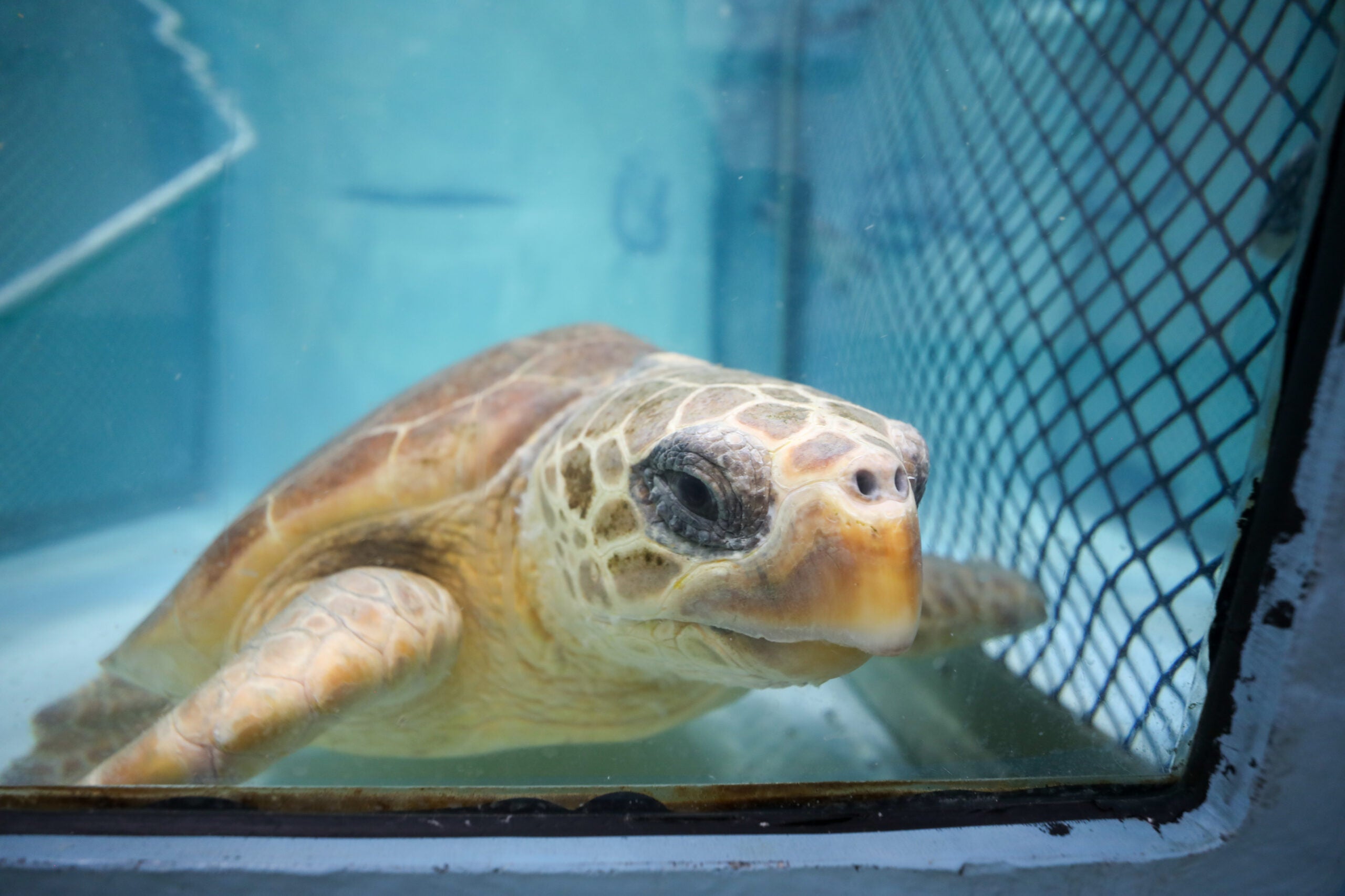 Dozens of cold-stunned sea turtles get floral names ahead of Valentine's Day