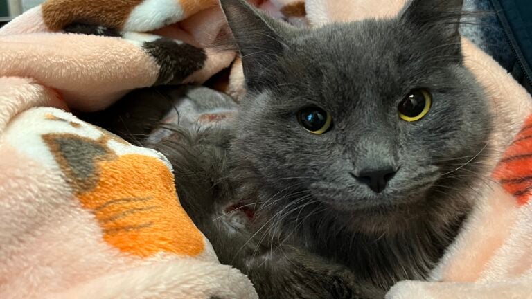 Found grey cat cheap
