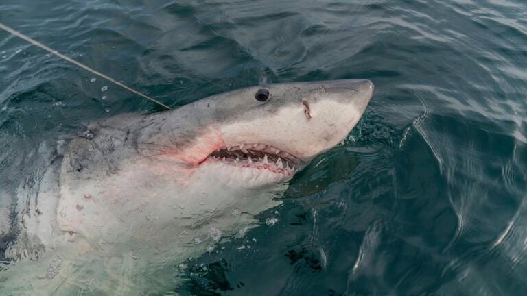 LeeBeth, a white shark.