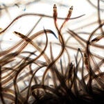 Baby eels swim in a tank after being caught in the Penobscot River in Brewer, Maine.