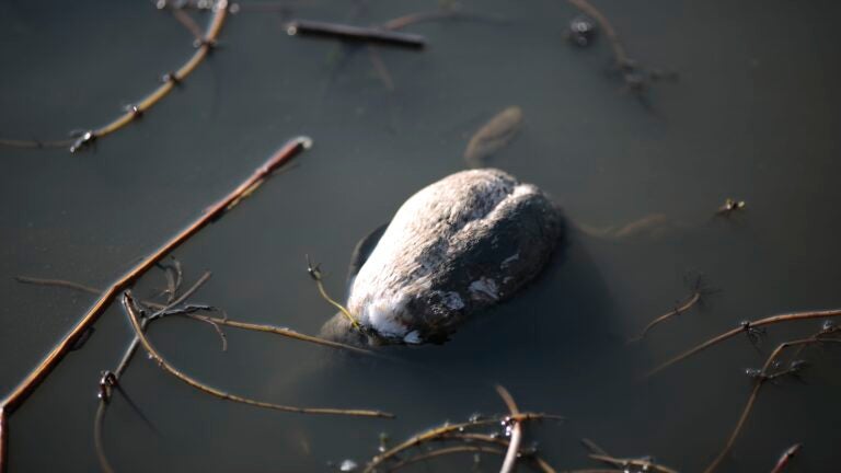 Dead bird at Nahant Beach prompts public health alert