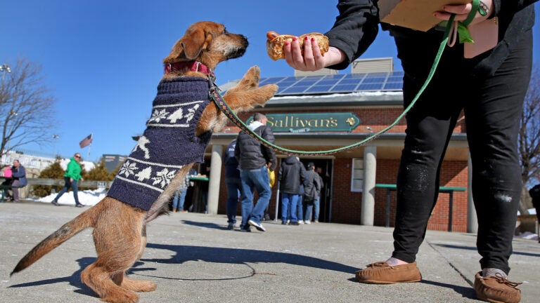 A dog wearing a sweater stands on its back legs as a person offers it a hot dog from Sullivan's.
