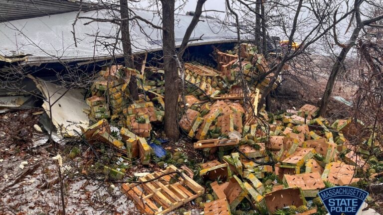Truck carrying thousands of pineapples rolls over in Westford - Vimarsana News