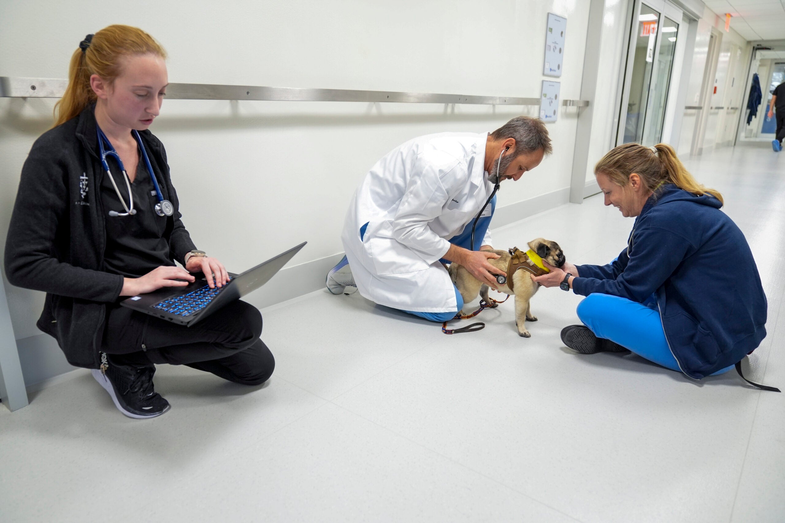 Veterinarian surgeon Dr. Daniel Spector, center, with members of the surgical team Lauren Reeves, right, and Allison Elkowitz examine Tiny, a pug, in the surgery prep room. 