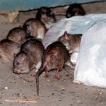 Rats swarm around a bag of garbage near a dumpster in New York.
