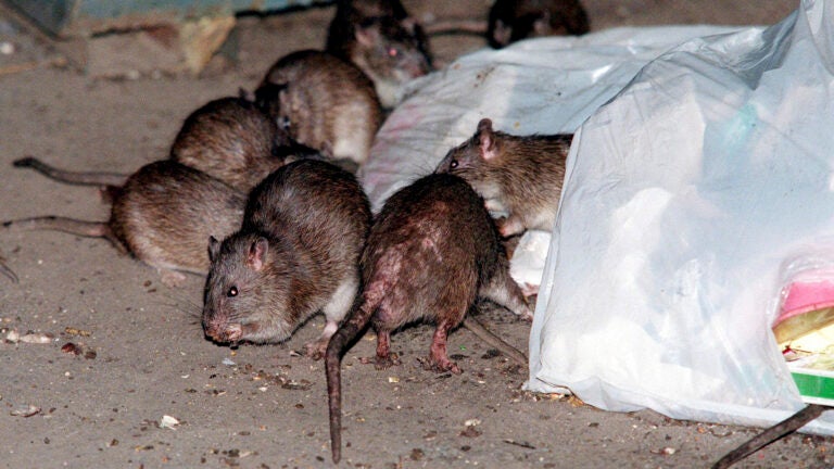 Rats swarm around a bag of garbage near a dumpster in New York.