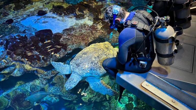 Myrtle, a green sea turtle, swims past New England Aquarium divers.