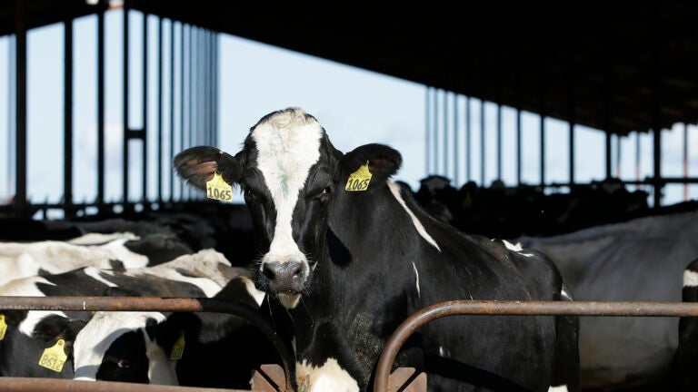 Cows are seen at a dairy in California.
