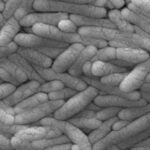 A large group of Gram-negative Salmonella typhimurium bacteria.