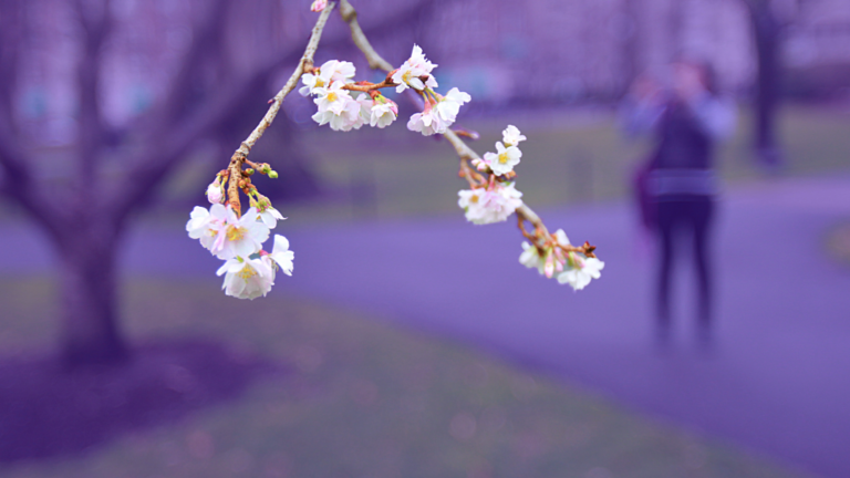Boston's best cherry blossom peeping - Vimarsana News