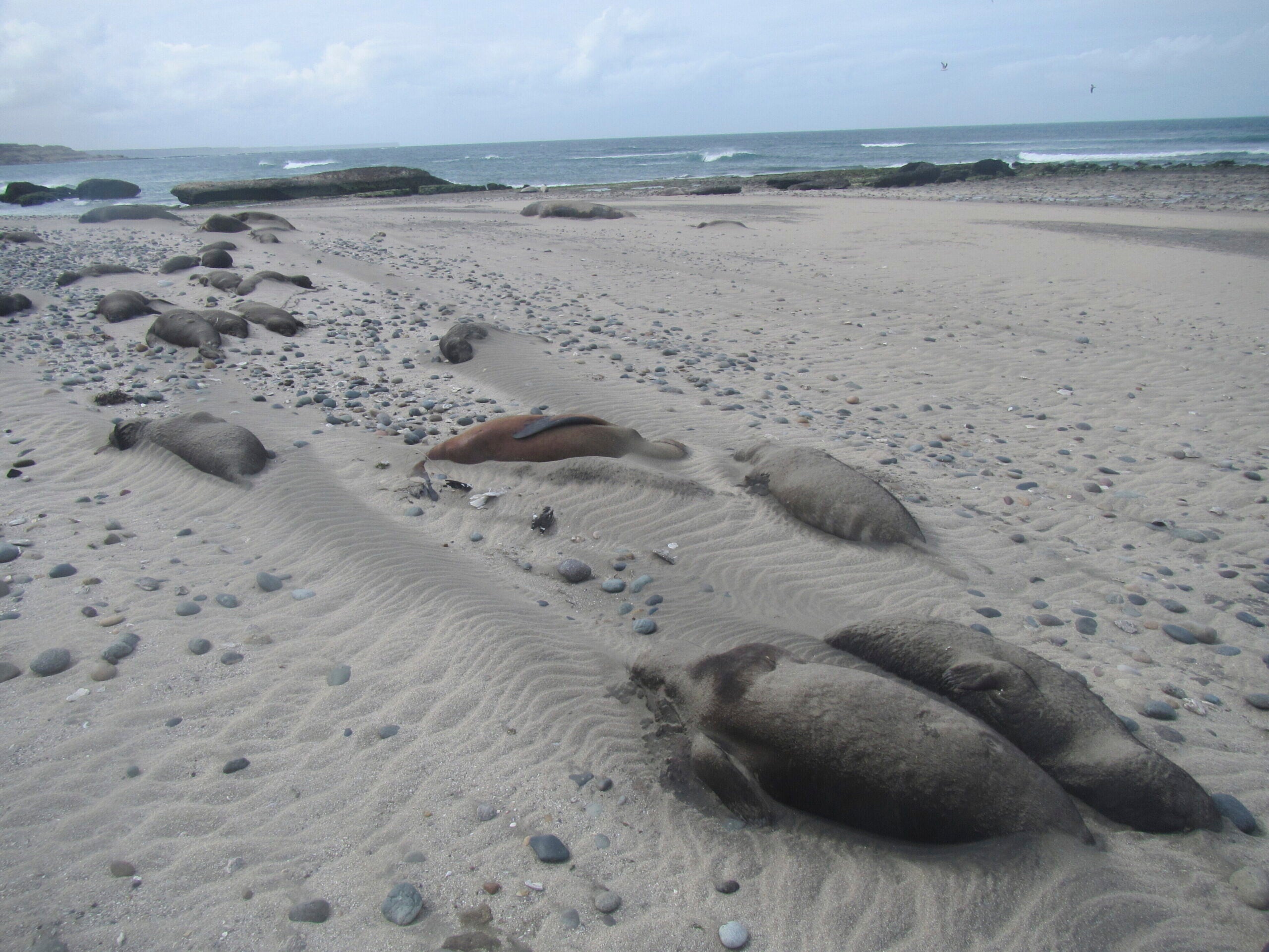 Dead elephant seals line the beach at Punta Delgada, Chubut, Argentina.