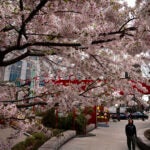 A pedestrian passing cherry blossom trees in Chinatown