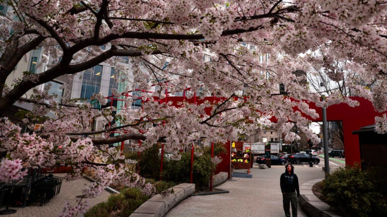 A pedestrian passing cherry blossom trees in Chinatown