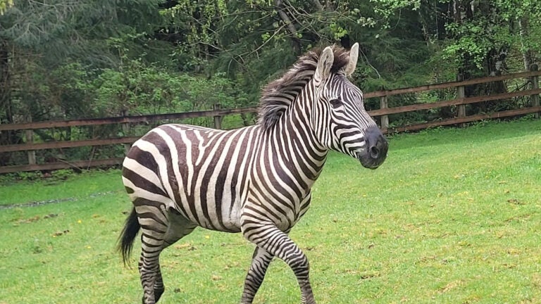 One of the four zebras that escaped from a trailer on a highway exit off Interstate 90 in North Bend, Wash.
