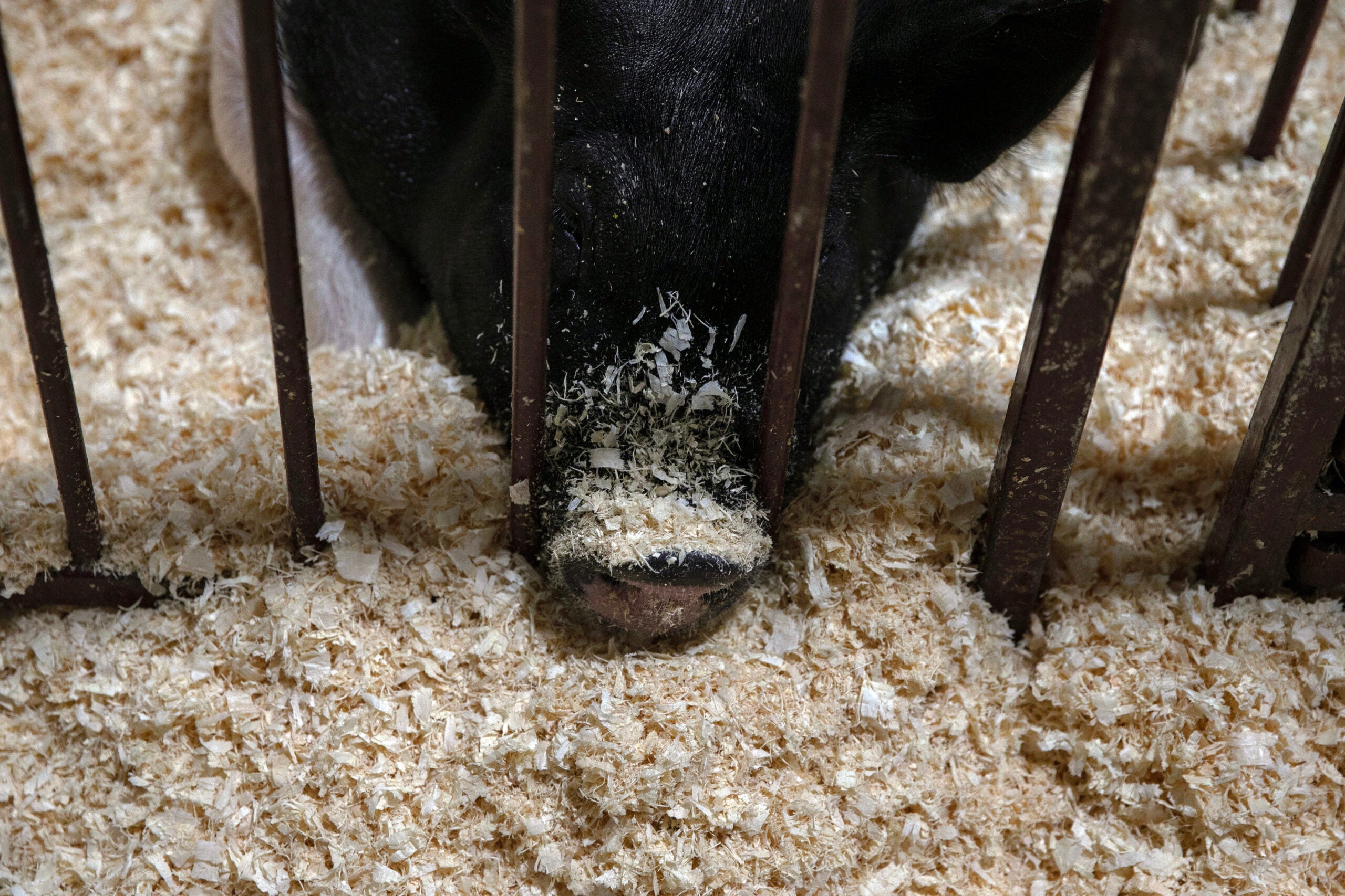 A pig at a county fair in New Lexington, Ohio.