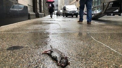 As rats wreak havoc inside cars, Boston officials weigh creation of new ...