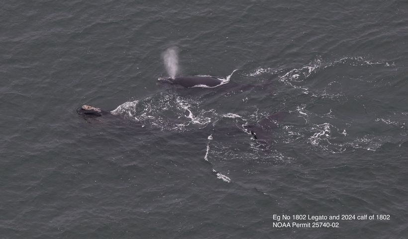 First right whale calf this season spotted in Mass. waters - Vimarsana News