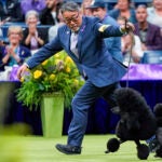 Sage, a miniature poodle, competes with handler Kaz Hosaka in the best in show competition.