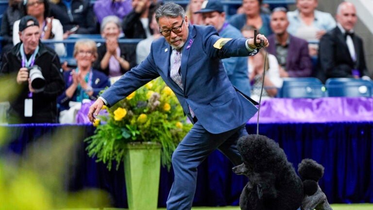 Sage, a miniature poodle, competes with handler Kaz Hosaka in the best in show competition.