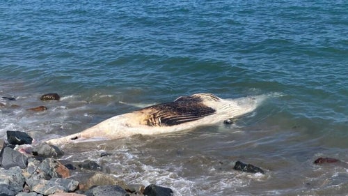 Swampscott still struggling with dead whale