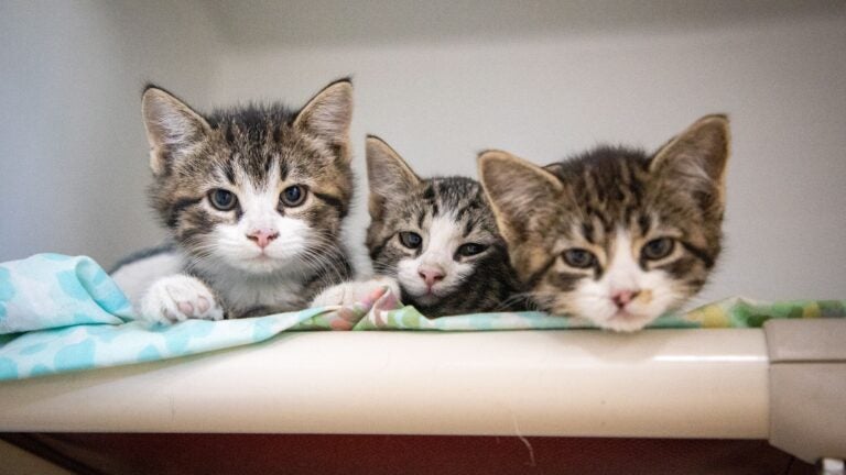 ARL says kitten births are surging among outdoor ‘community cats’