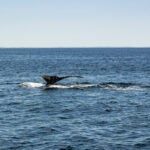 A fluking dive, where whales dive deep into the water for minutes at a time.