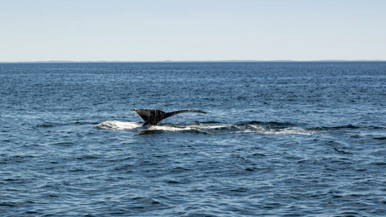 A fluking dive, where whales dive deep into the water for minutes at a time.