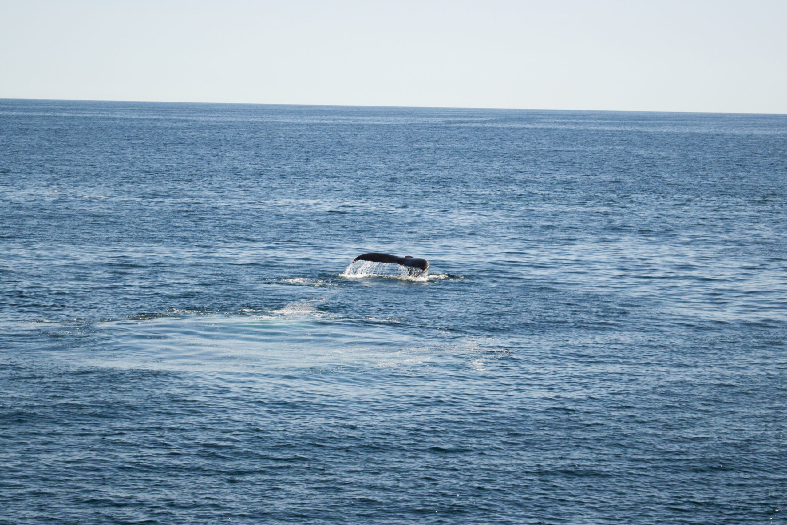 A whale on the Boston Harbor City Cruise's whale watch takes a deep, fluking dive to hunt. 