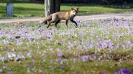 N.H. mom holds down rabid fox after it bites her daughter