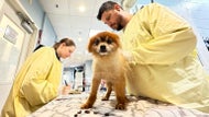 22 'designer dogs' rescued, brought to Salem shelter