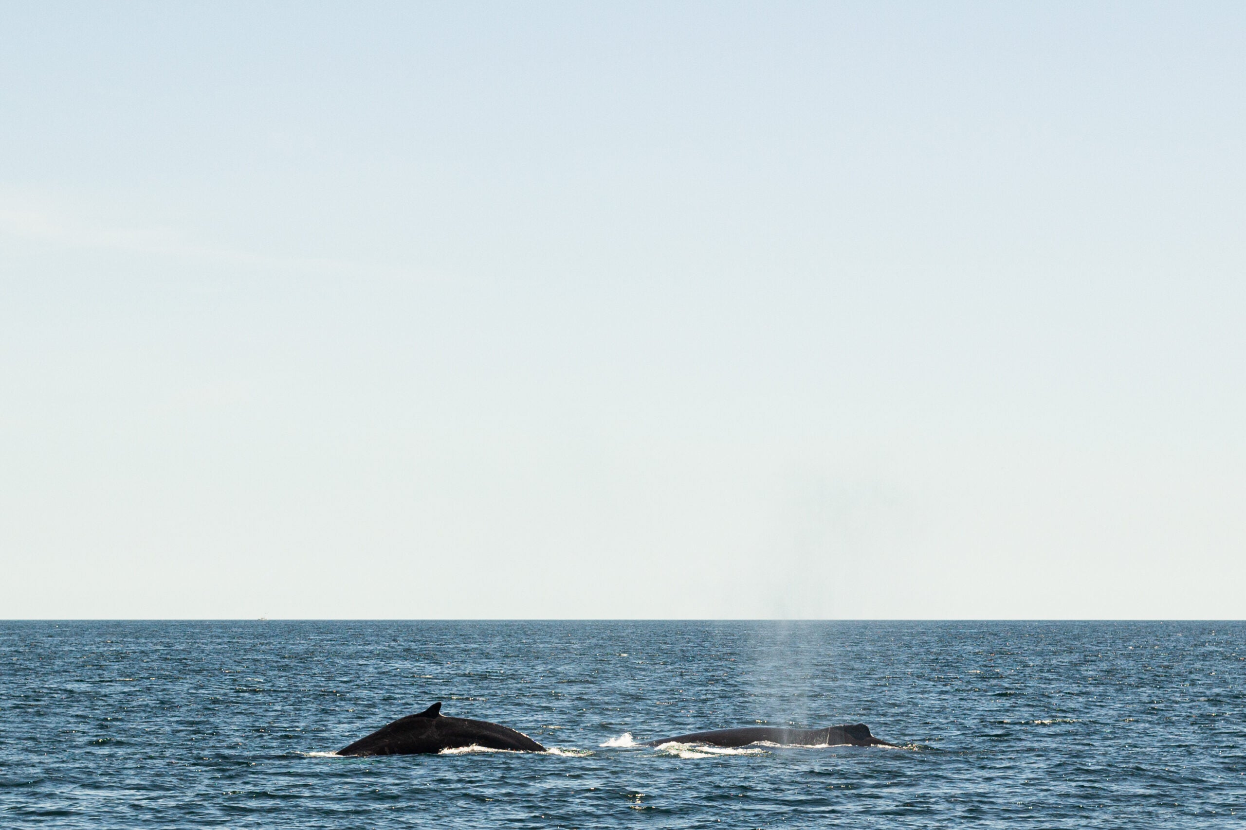 Two whales use their temporary association to better hunt prey in the water. 