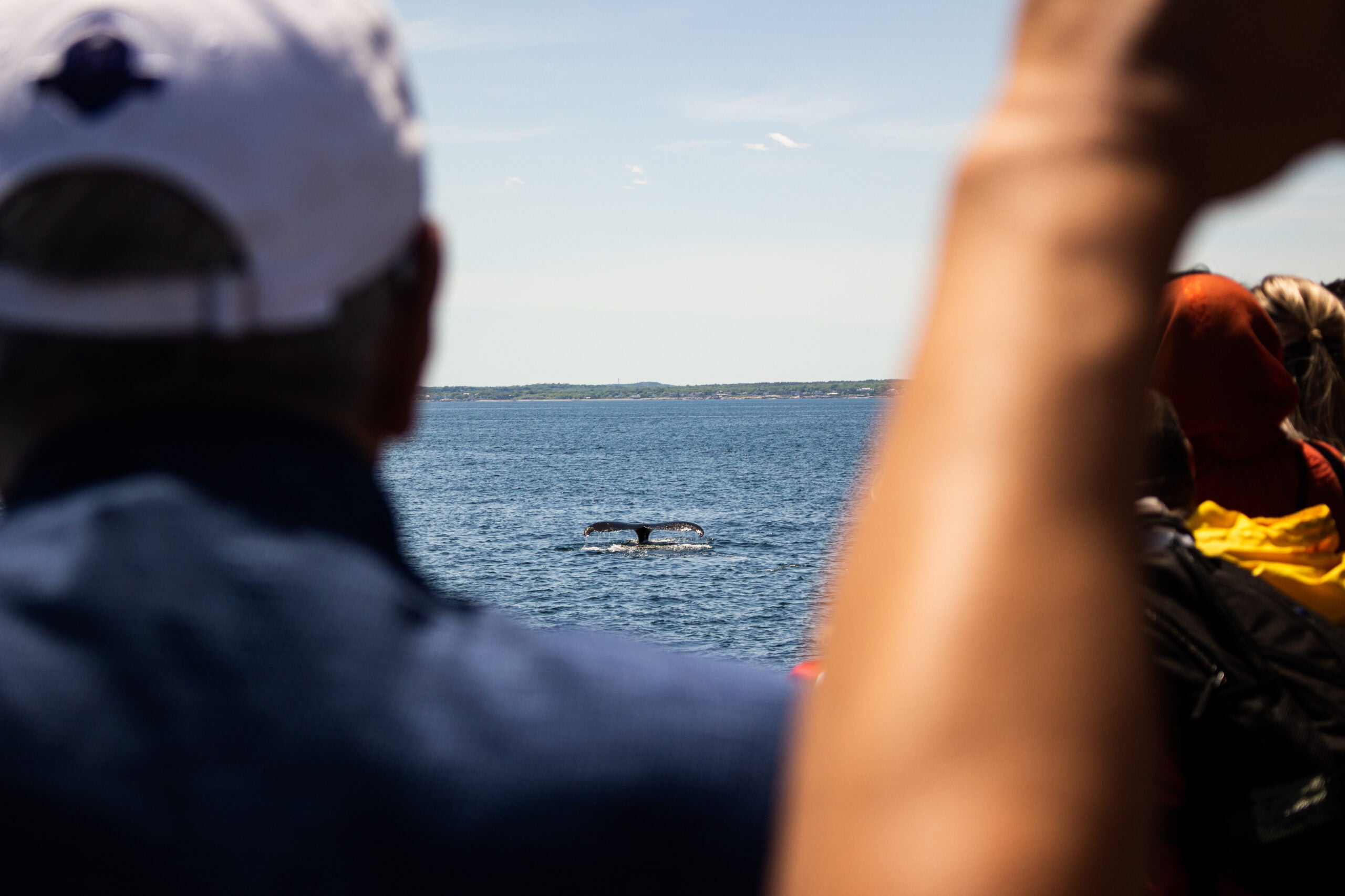 A fluking dive, seen through the crowd of other whale watchers hoping to catch a glimpse. 
