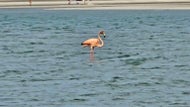 Was that a flamingo on Cape Cod? Yes, bird watchers say.