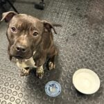 A young, female pitbull mix.