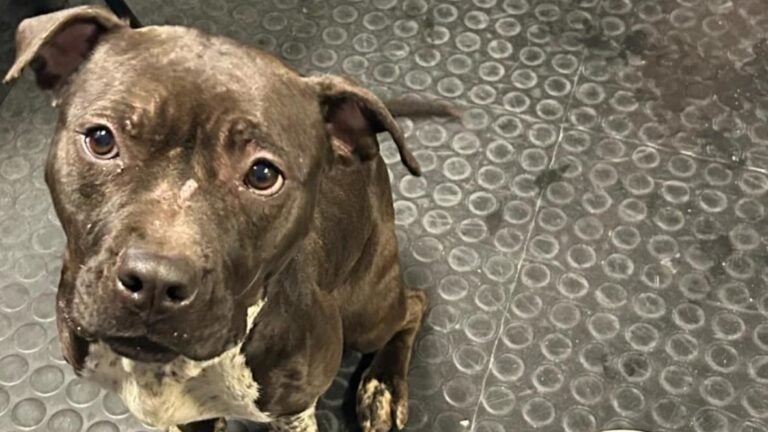 Police looking for owner of malnourished dog found in Milton