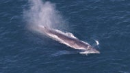 More than 160 whales seen near Martha’s Vineyard and Nantucket