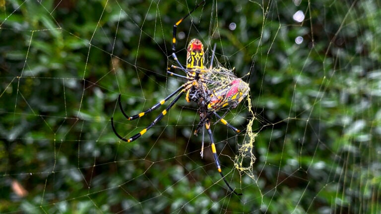 The Joro spider, a large spider native to East Asia, is seen in Johns Creek, Ga.