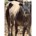 The three-year-old bull named Party Bus.