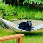 A black bear sitting on a hammock in a back yard in Waitsfield, Vt.