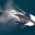 A North Atlantic right whale